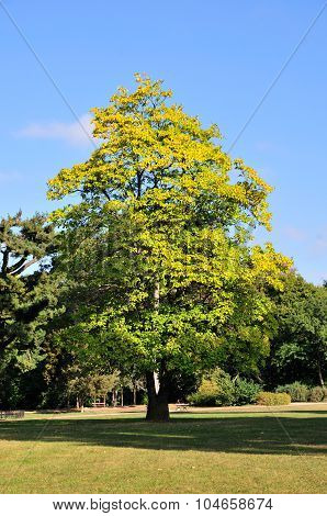 Autumn day in the park in October.Catalpa tree.