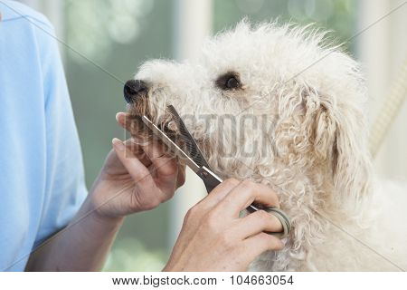 Pet Dog Being Professionally Groomed In Salon