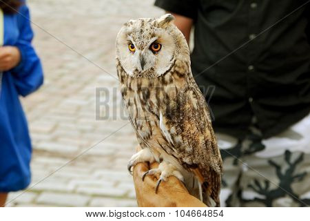 Tamed Serious Owl at the Square in City