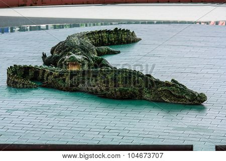 Crocodile