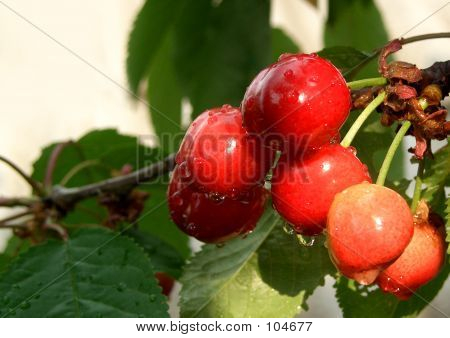 Cerises