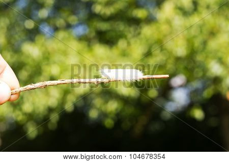 White Caterpillar On Stick
