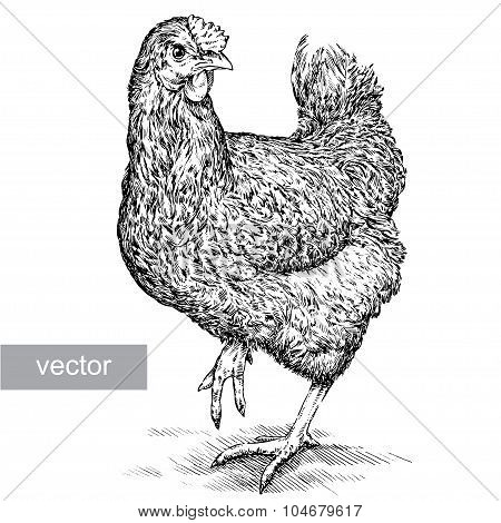 chicken