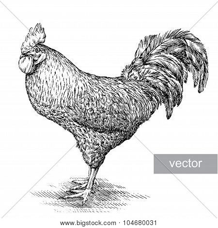 chicken