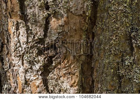 Bark of pine tree