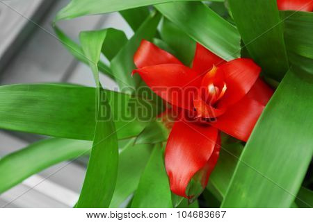 Pink bromeliad on green leaf background