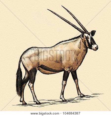 antelope