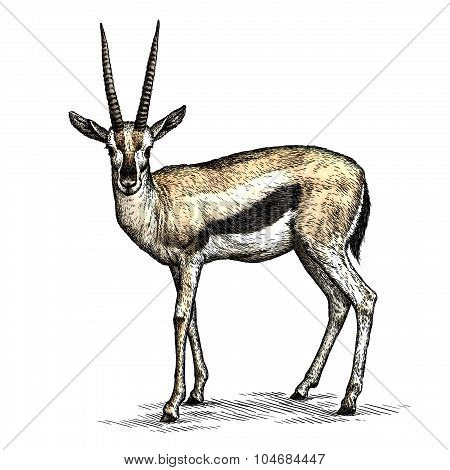 antelope