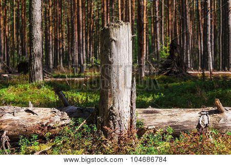 Fallen trees