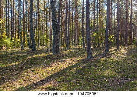 Autumnal Forest Landsape