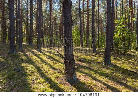 Autumnal Forest Landsape