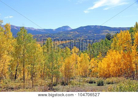 Fall Foliage