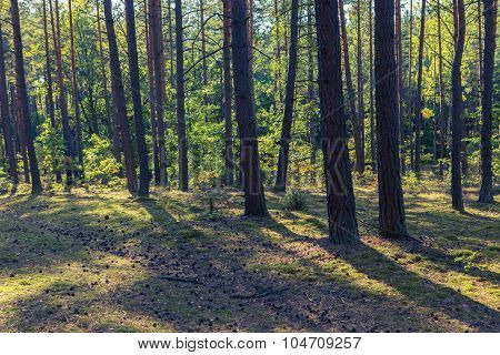 Autumnal Forest Landsape