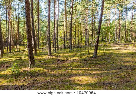 Autumnal Forest Landsape