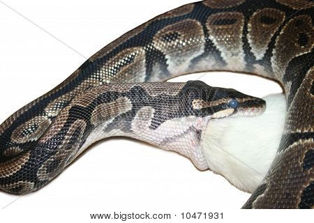 rato de comer bola python isolado