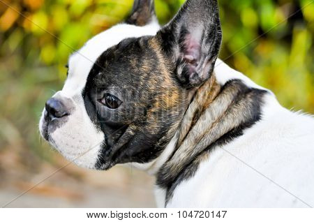 Absent Minded French Bulldog