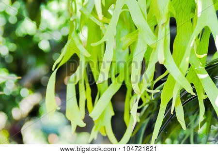 Climbing Bird's Nest Fern