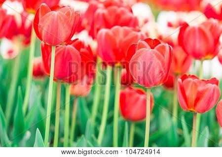 Tulip. Beautiful Bouquet Of Tulips. Colorful Tulips. Tulips In Spring,colourful Tulip