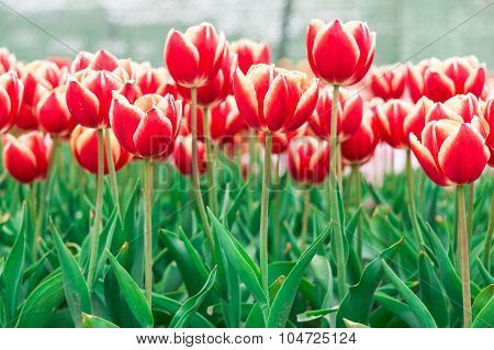 Tulip. Beautiful Bouquet Of Tulips. Colorful Tulips. Tulips In Spring,colourful Tulip