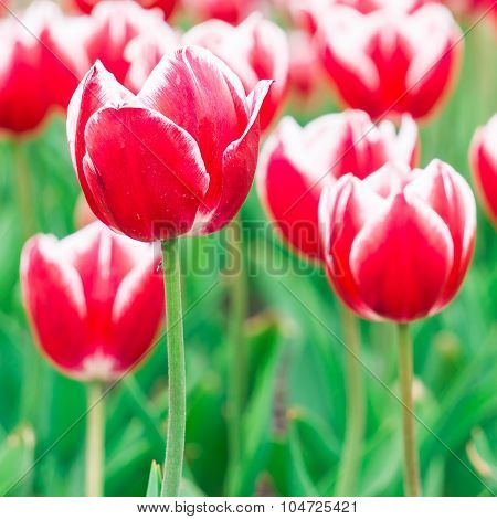 Tulip. Beautiful Bouquet Of Tulips. Colorful Tulips. Tulips In Spring,colourful Tulip