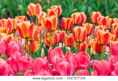 Tulip. Beautiful Bouquet Of Tulips. Colorful Tulips. Tulips In Spring,colourful Tulip