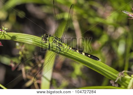 Green Eastern Pondhawk Dragonfly - Erythemis Simplicicollis