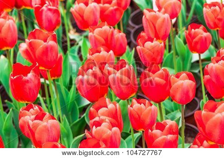 Tulip. Beautiful Bouquet Of Tulips. Colorful Tulips. Tulips In Spring,colourful Tulip