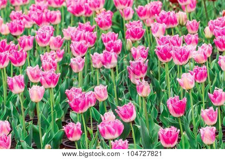 Tulip. Beautiful Bouquet Of Tulips. Colorful Tulips. Tulips In Spring,colourful Tulip