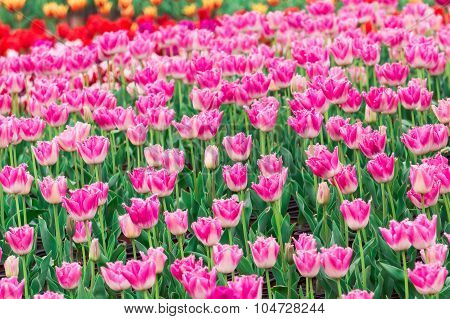 Tulip. Beautiful Bouquet Of Tulips. Colorful Tulips. Tulips In Spring,colourful Tulip