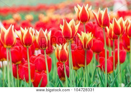 Tulip. Beautiful Bouquet Of Tulips. Colorful Tulips. Tulips In Spring,colourful Tulip