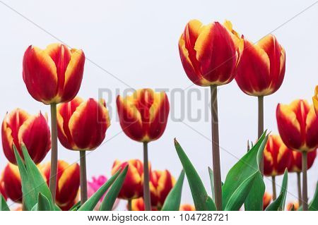 Tulip. Beautiful Bouquet Of Tulips. Colorful Tulips. Tulips In Spring,colourful Tulip