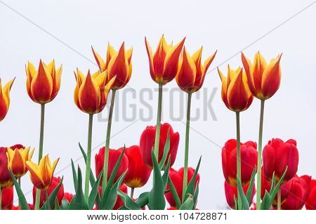Tulip. Beautiful Bouquet Of Tulips. Colorful Tulips. Tulips In Spring,colourful Tulip