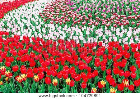 Tulip. Beautiful Bouquet Of Tulips. Colorful Tulips. Tulips In Spring,colourful Tulip