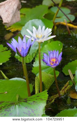 A Water Flower Also Called A Lotus - In A Pond Surrounded By Floathing Leaves.
