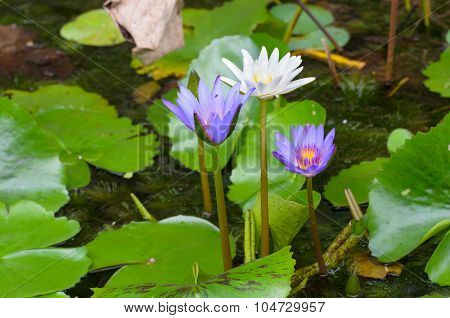 A Water Flower Also Called A Lotus - In A Pond Surrounded By Floathing Leaves.