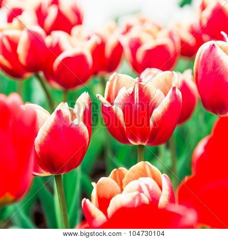 Tulip. Beautiful Bouquet Of Tulips. Colorful Tulips. Tulips In Spring,colourful Tulip