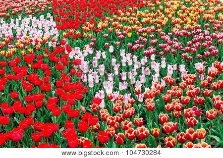 Tulip. Beautiful Bouquet Of Tulips. Colorful Tulips. Tulips In Spring,colourful Tulip