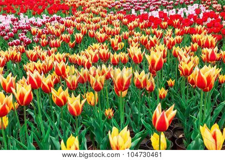 Tulip. Beautiful Bouquet Of Tulips. Colorful Tulips. Tulips In Spring,colourful Tulip