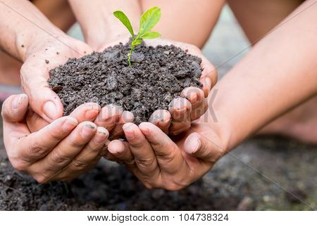 Cupped Hands Holding A Green Plant