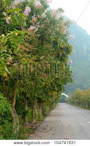 Road Head To Fog Mountain