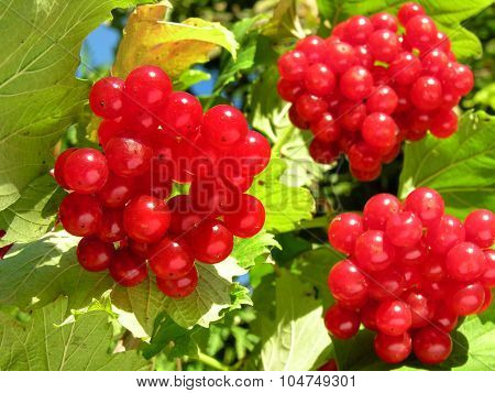 Close-up Of Viburnum Branch