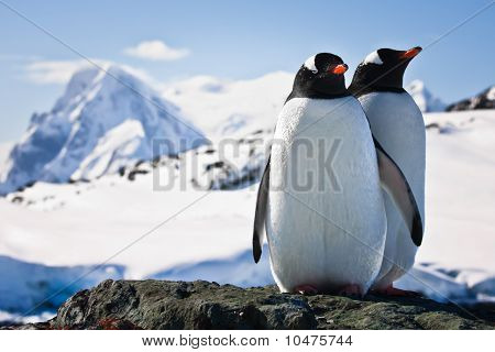 Zwei Pinguine
