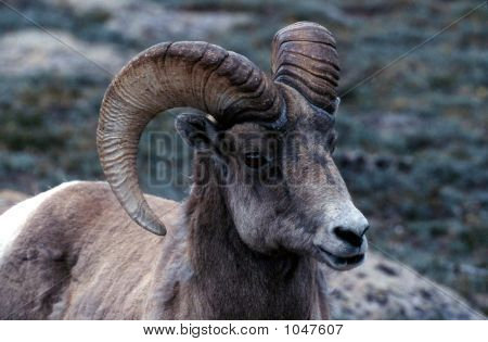 Bighorn Sheep Ovis Canadensis 2