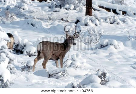 Mule Deer In Snow Odocoileus Hemionus 3