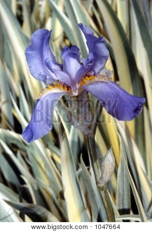 Blue Iris