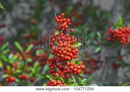 Detail Of Firethorn