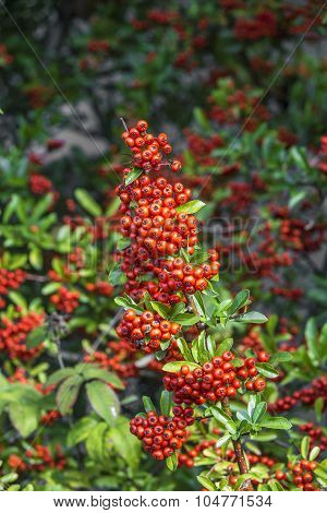 Detail Of Firethorn