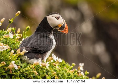 Puffin