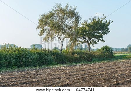 Two Trees Beside The Edge Of A Corn Stubble Field