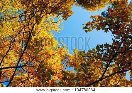 Maple tree  framework.